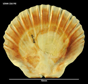 Image of Pecten benedictus Lamarck 1819