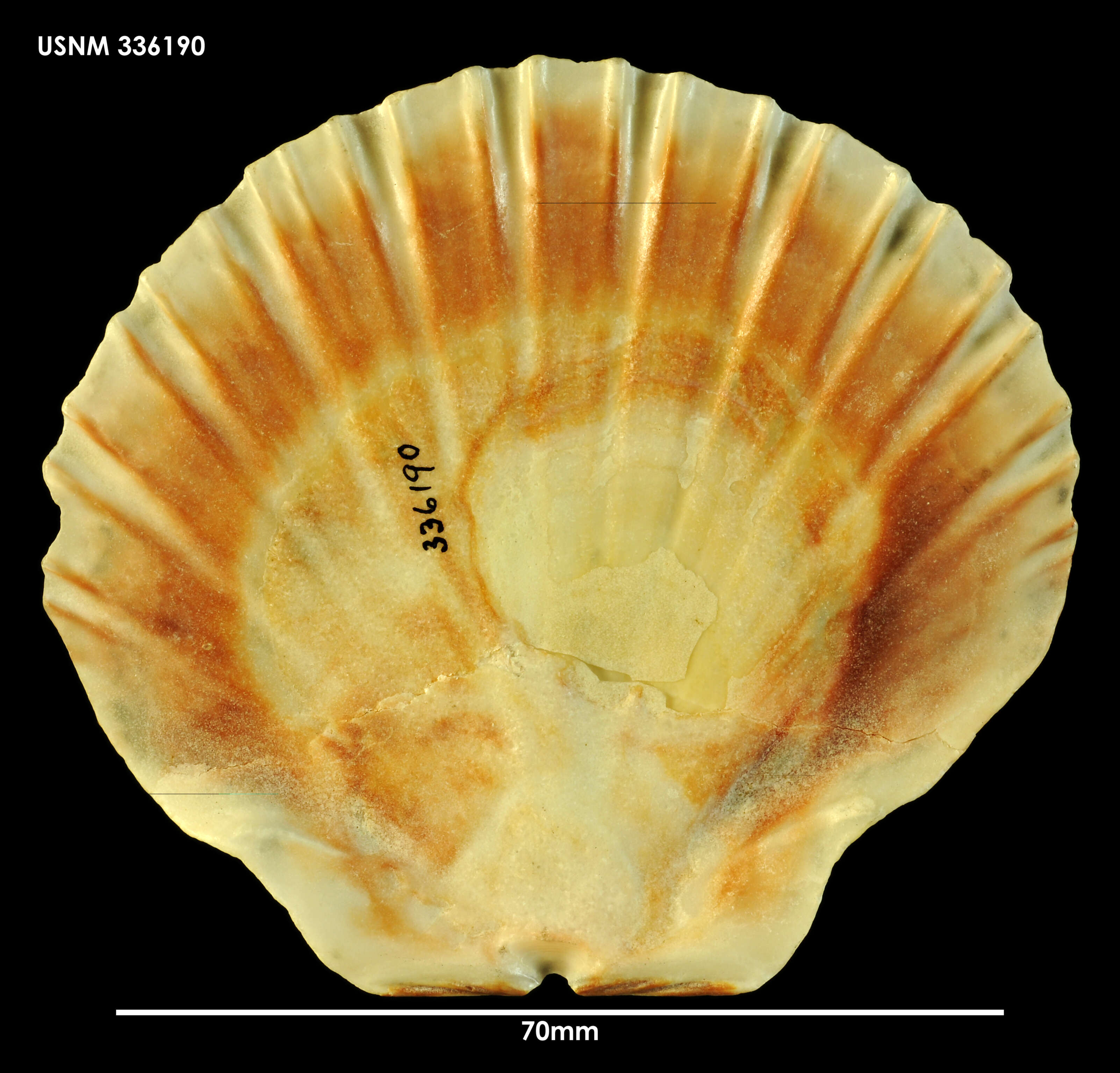 Imagem de Pecten benedictus Lamarck 1819