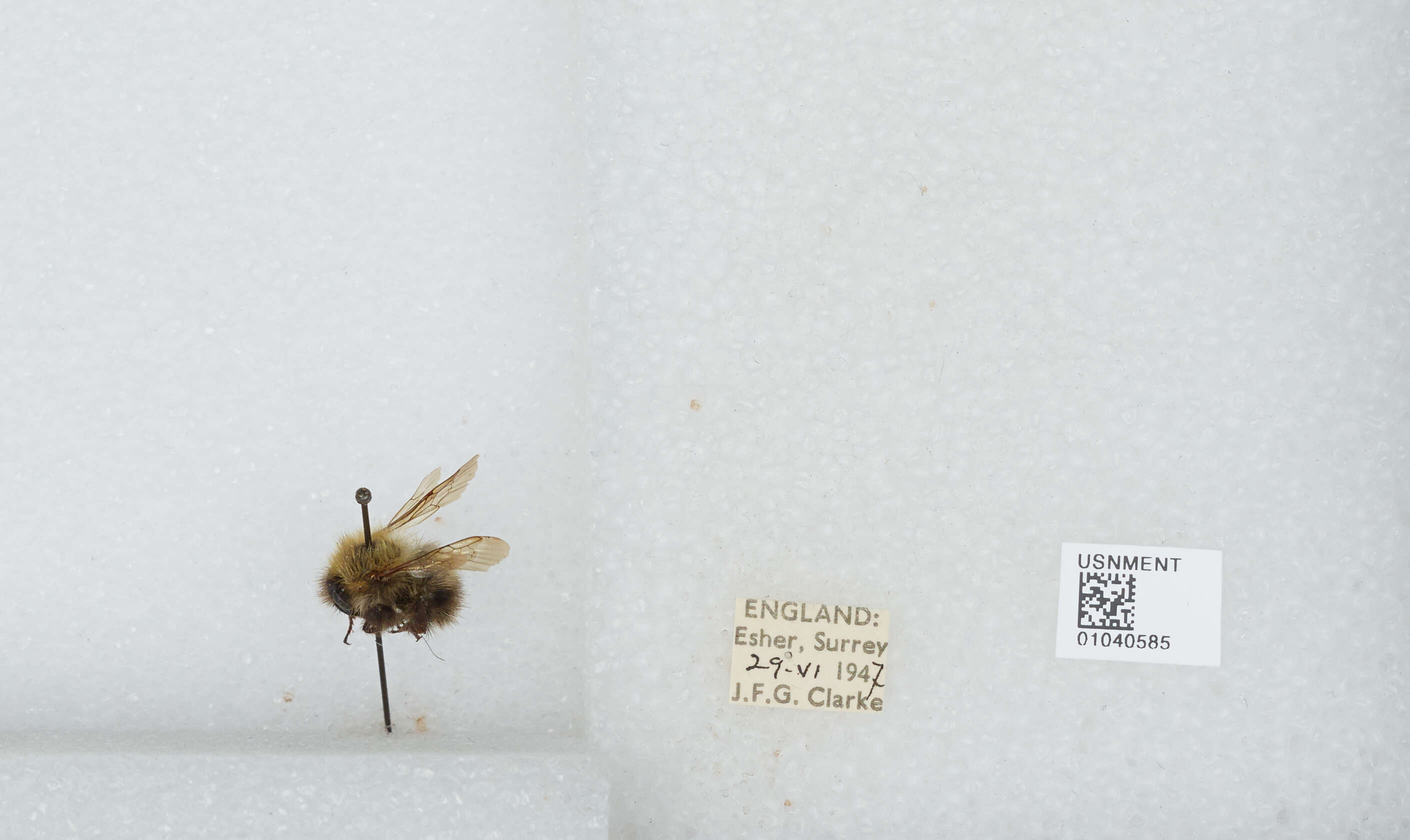 Image of Common carder bumblebee