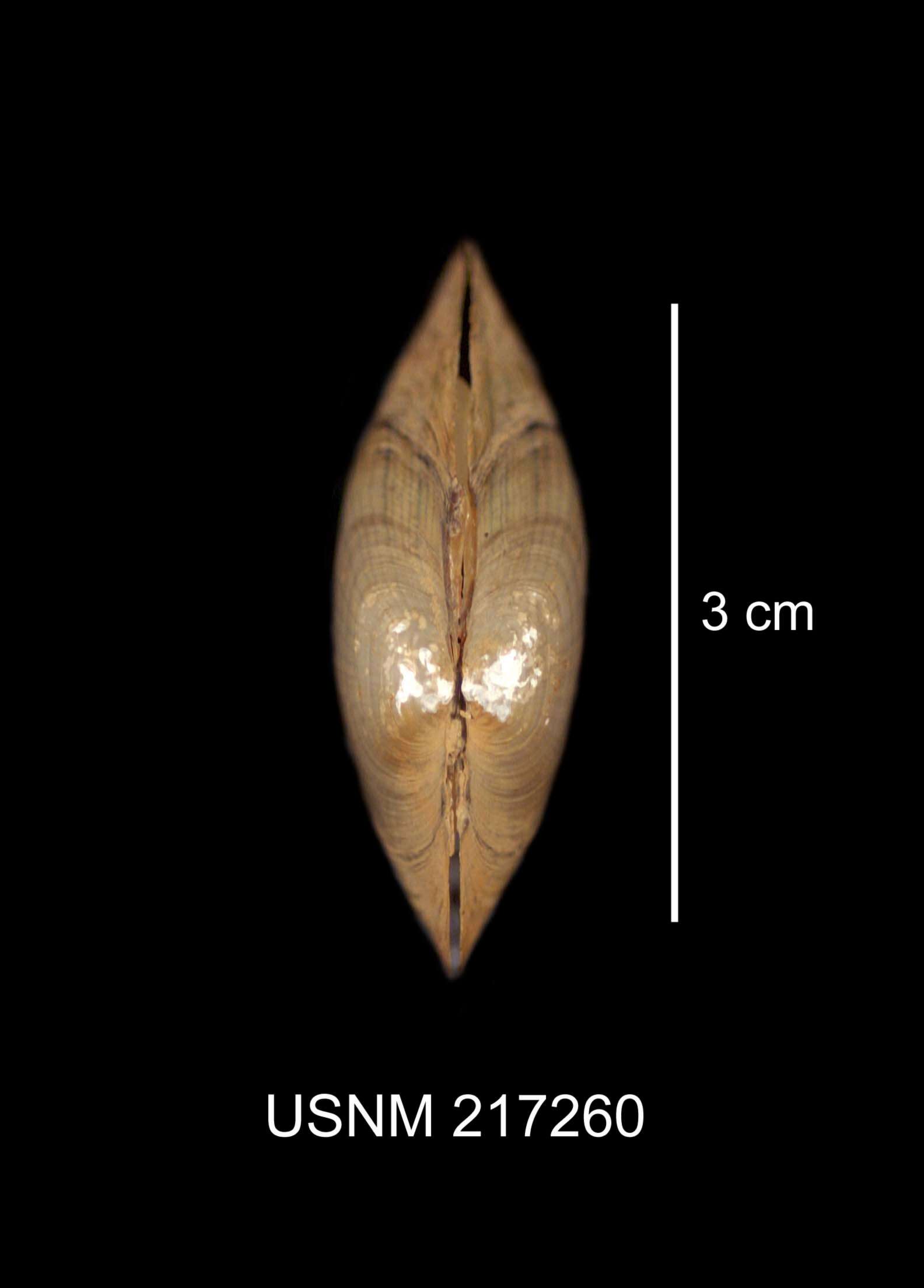 Image de Lampsilis radiata (Gmelin 1791)
