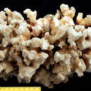 Image of Pocillopora informis Dana 1846