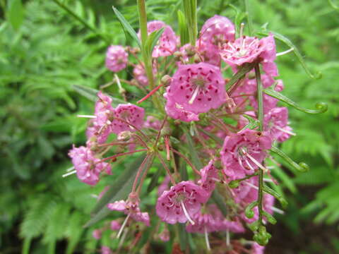 Image of sheep laurel