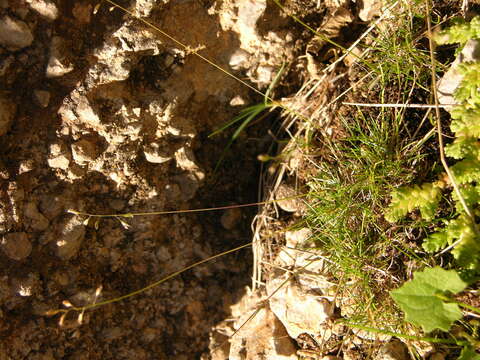 Image de Poa trichophylla Boiss.