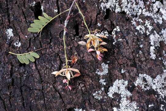 Plancia ëd Tamarindus