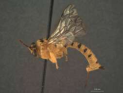 Image de Xanthopimpla densa Townes & Chiu 1970