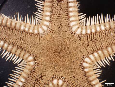 Image of Astropecten fragilis Verrill 1867