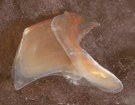 Image of arrow-finned squid