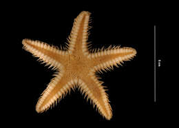 Image of Two-spined sea star