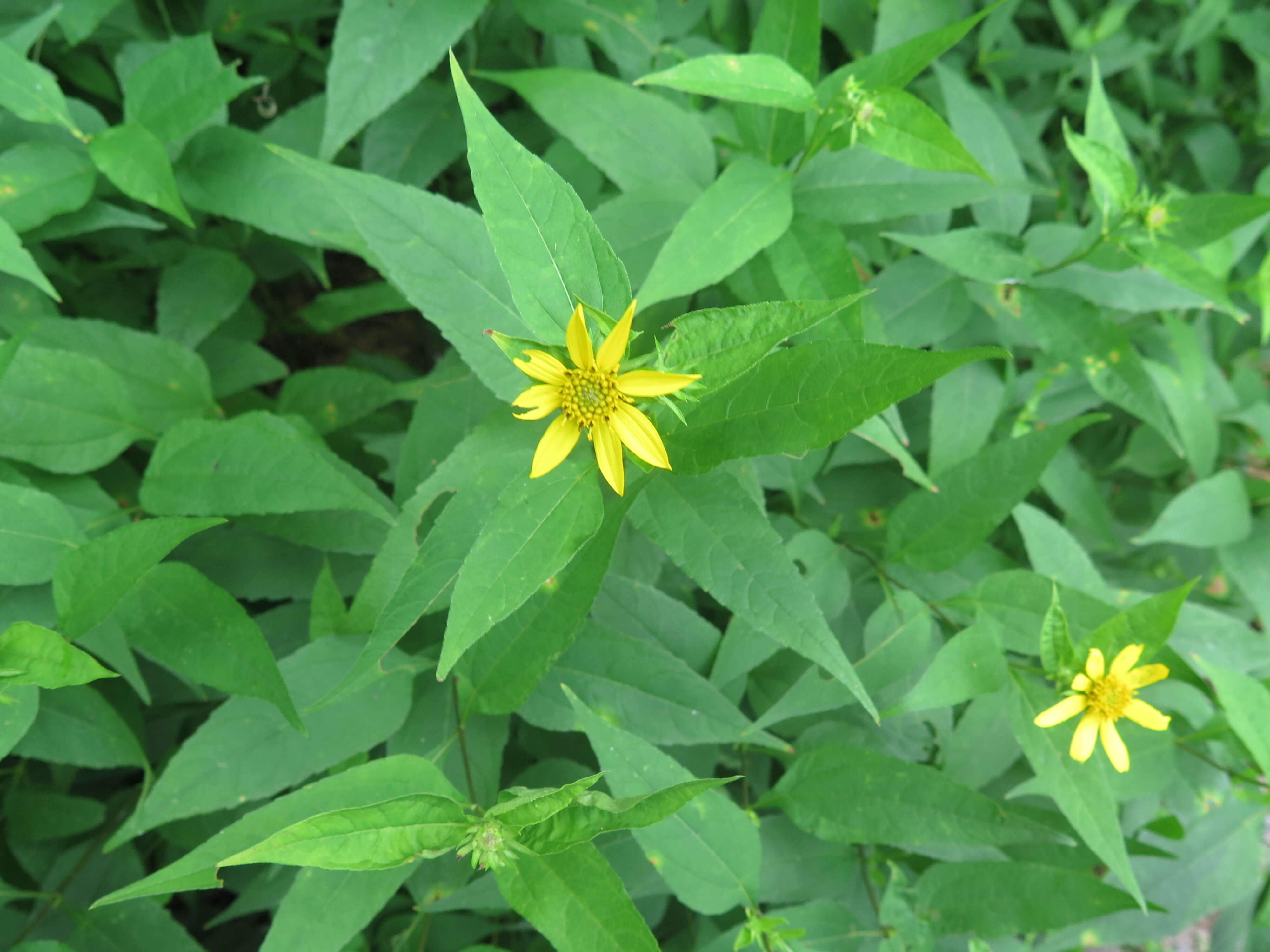 Image of woodland sunflower