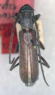 Image of Aneflomorpha opacicornis Linsley 1957