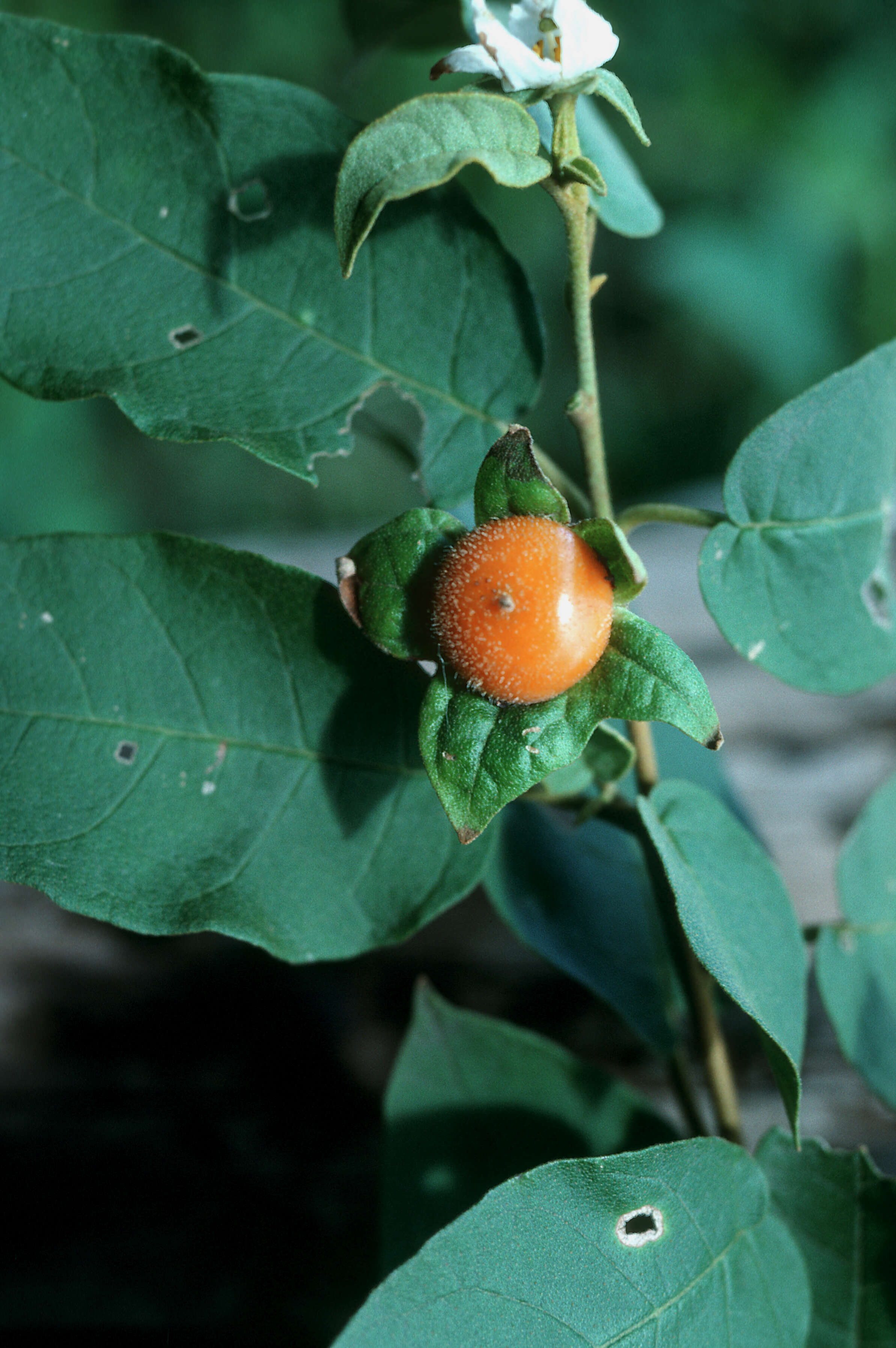 صورة Solanum polygamum Vahl