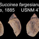 Image of Succinea fargesiana
