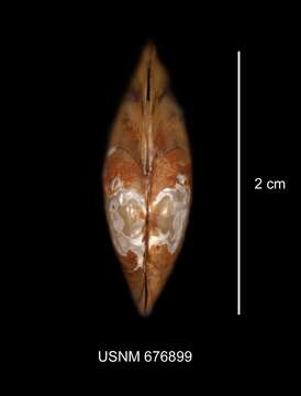 Image de Lampsilis radiata (Gmelin 1791)