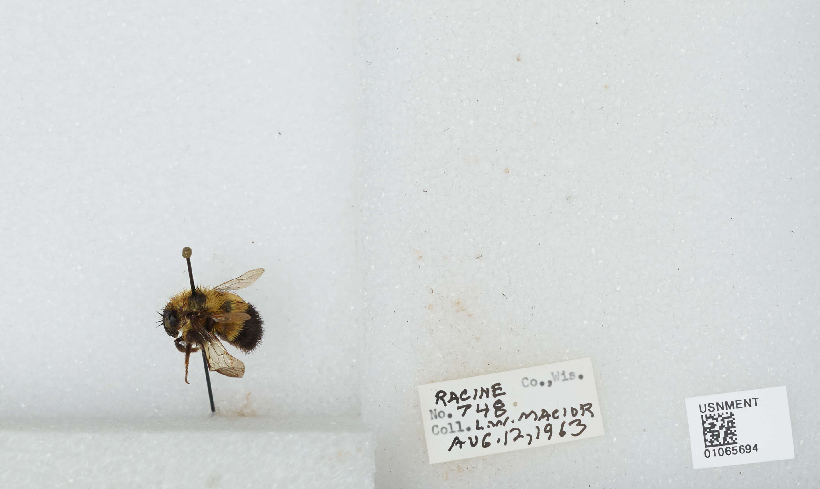 Слика од Bombus affinis Cresson 1864