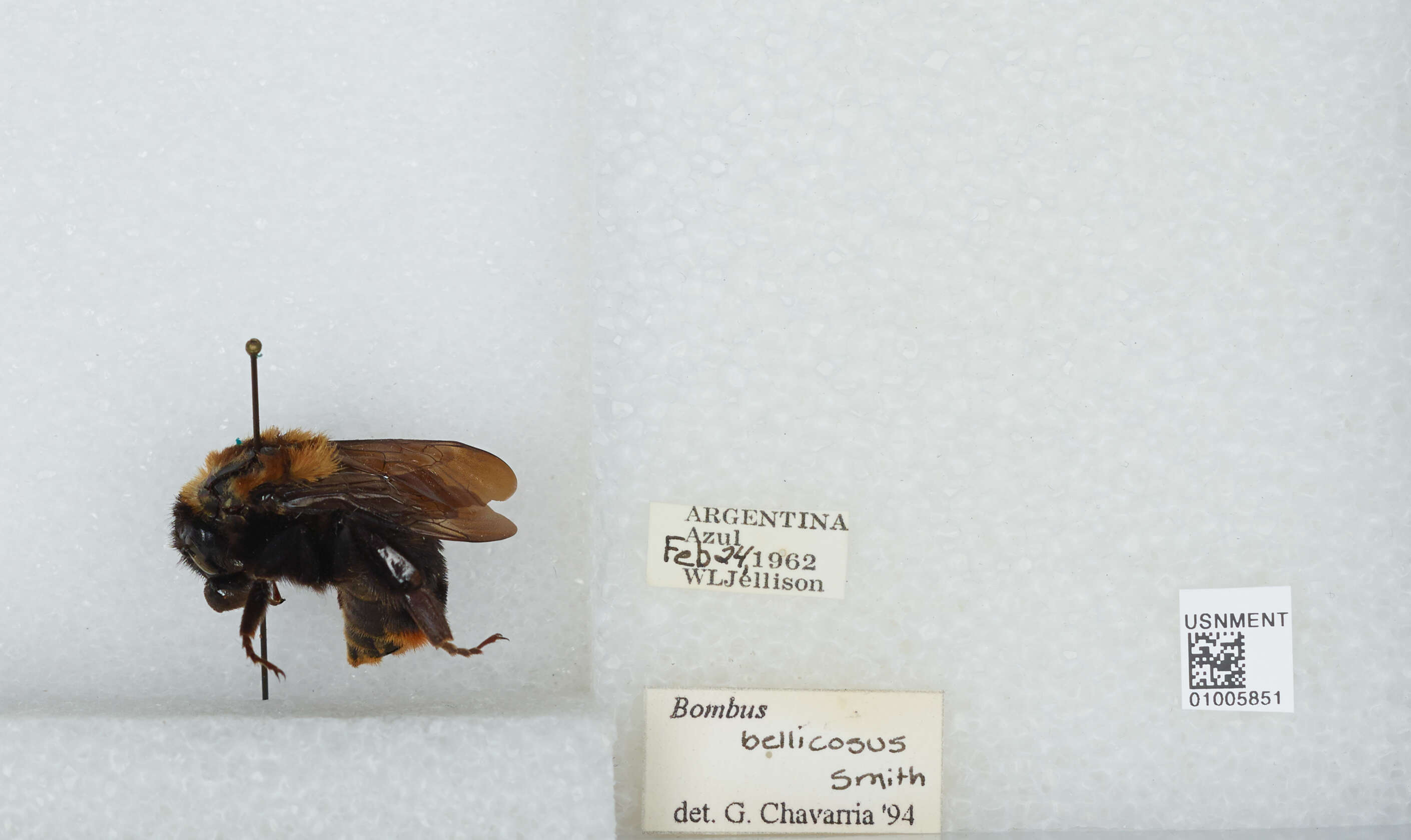 Imagem de Bombus bellicosus Smith 1879