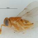 Image of Acerophagus papayae Noyes & Schauff 2003