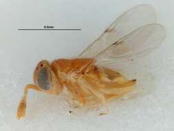 Acerophagus papayae Noyes & Schauff 2003的圖片