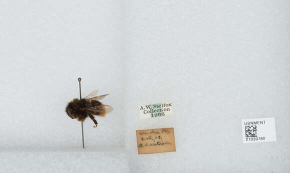 Image of Buff-tailed bumblebee