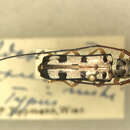 Image of Phoebe ornator (Tippmann 1960)