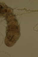 Image of Raphidrilus hawaiiensis Magalhães, Bailey-Brock & Davenport 2011