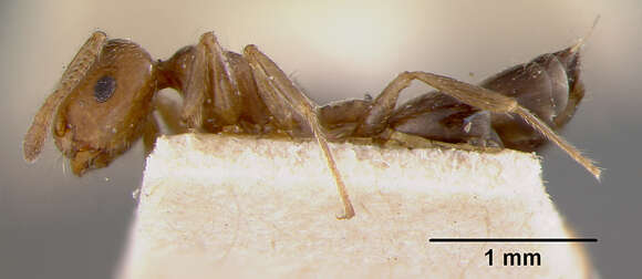 Image of Crematogaster sewellii improba Forel 1907