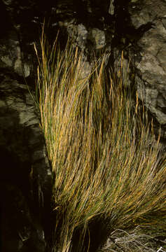 Image of Festuca contracta Kirk