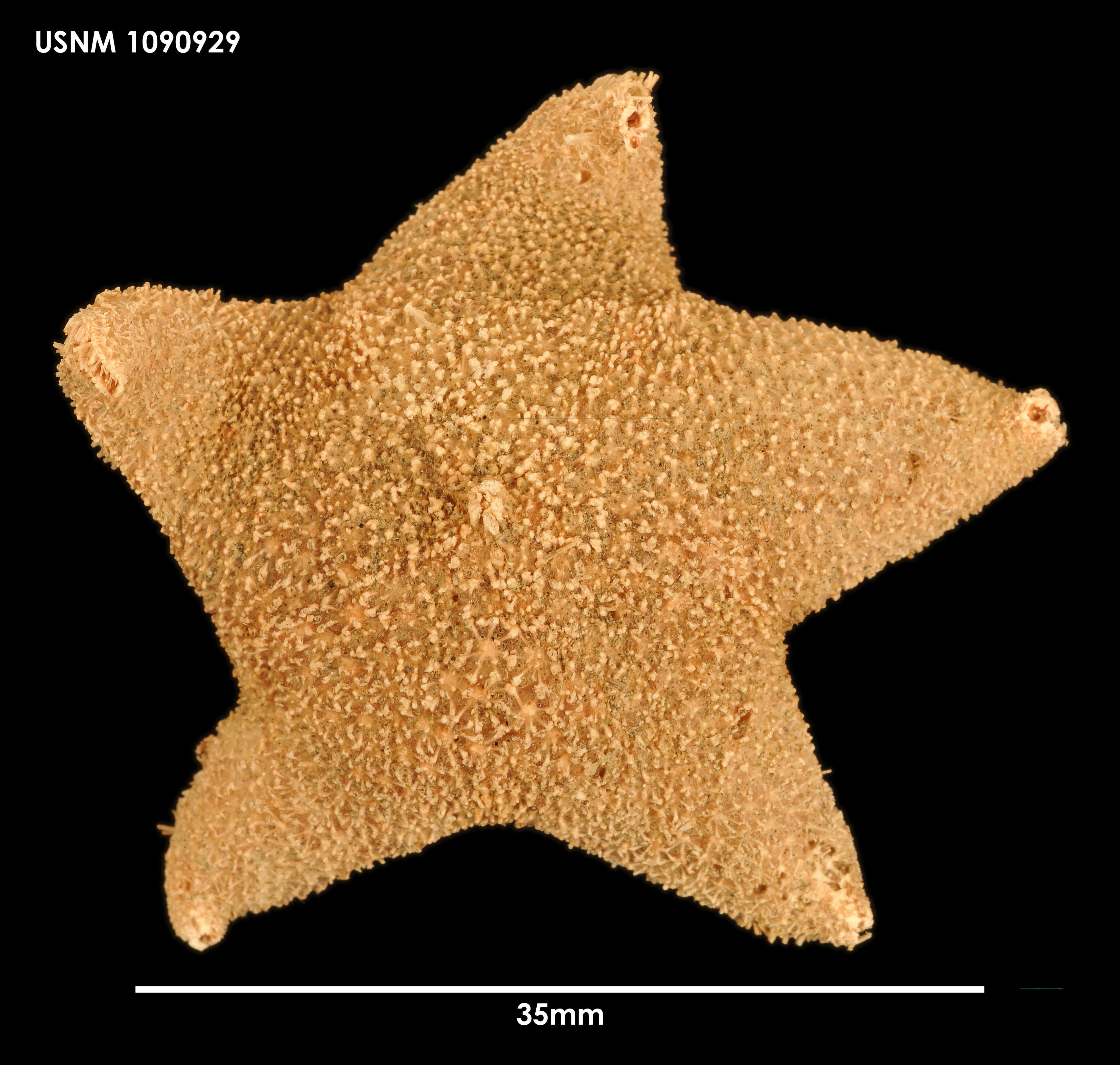 Pteraster gibber (Sladen 1882) resmi