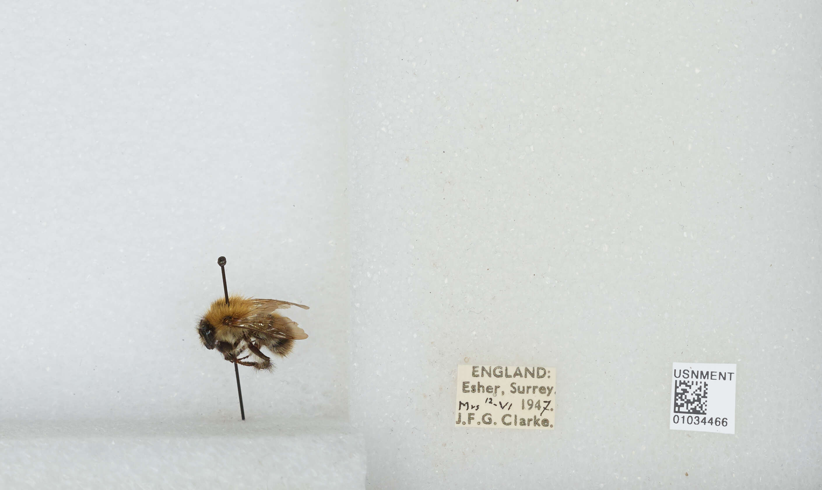 Image of Common carder bumblebee