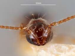Image of Trichopria Ashmead 1893