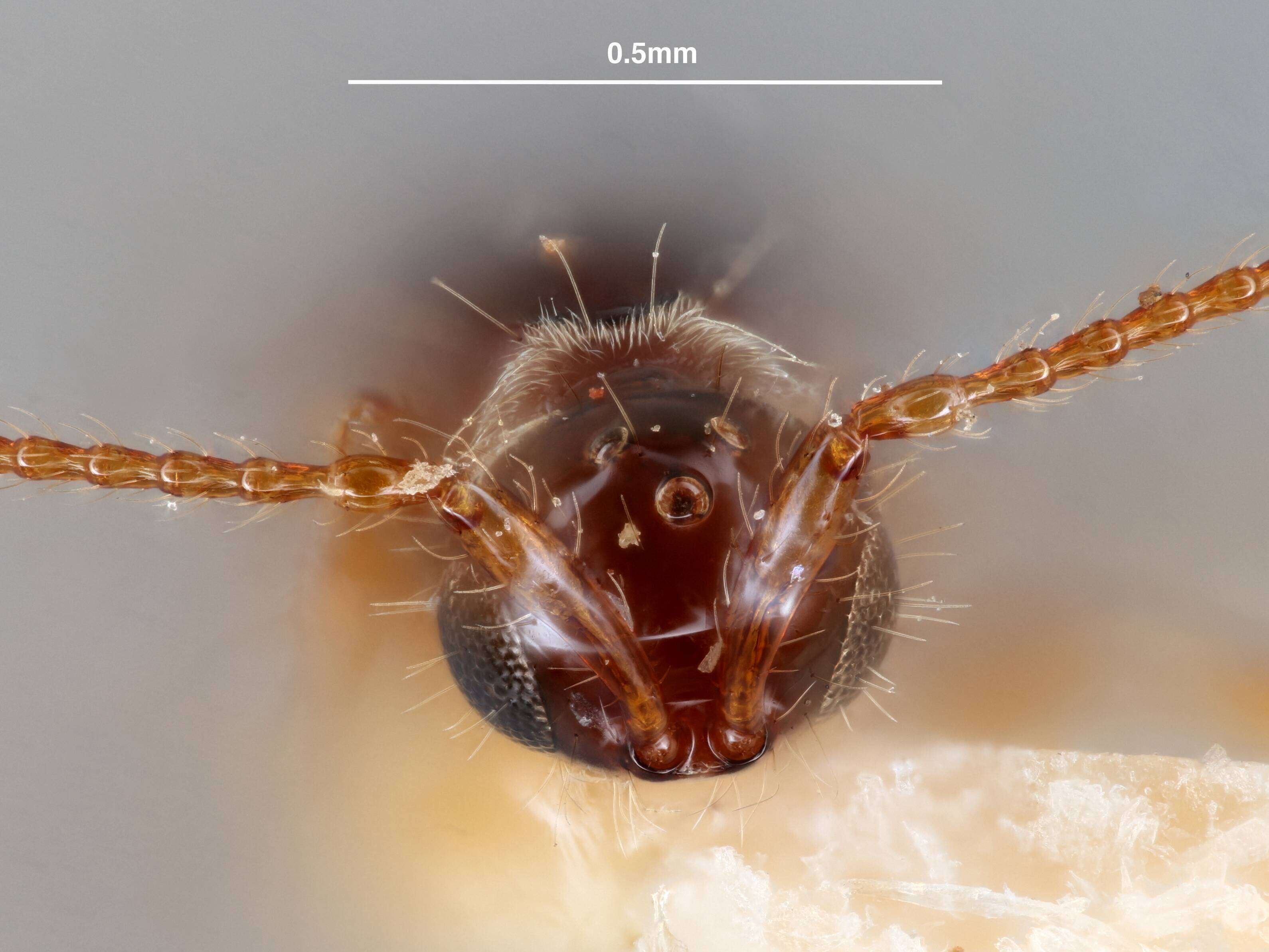 Image of Trichopria Ashmead 1893