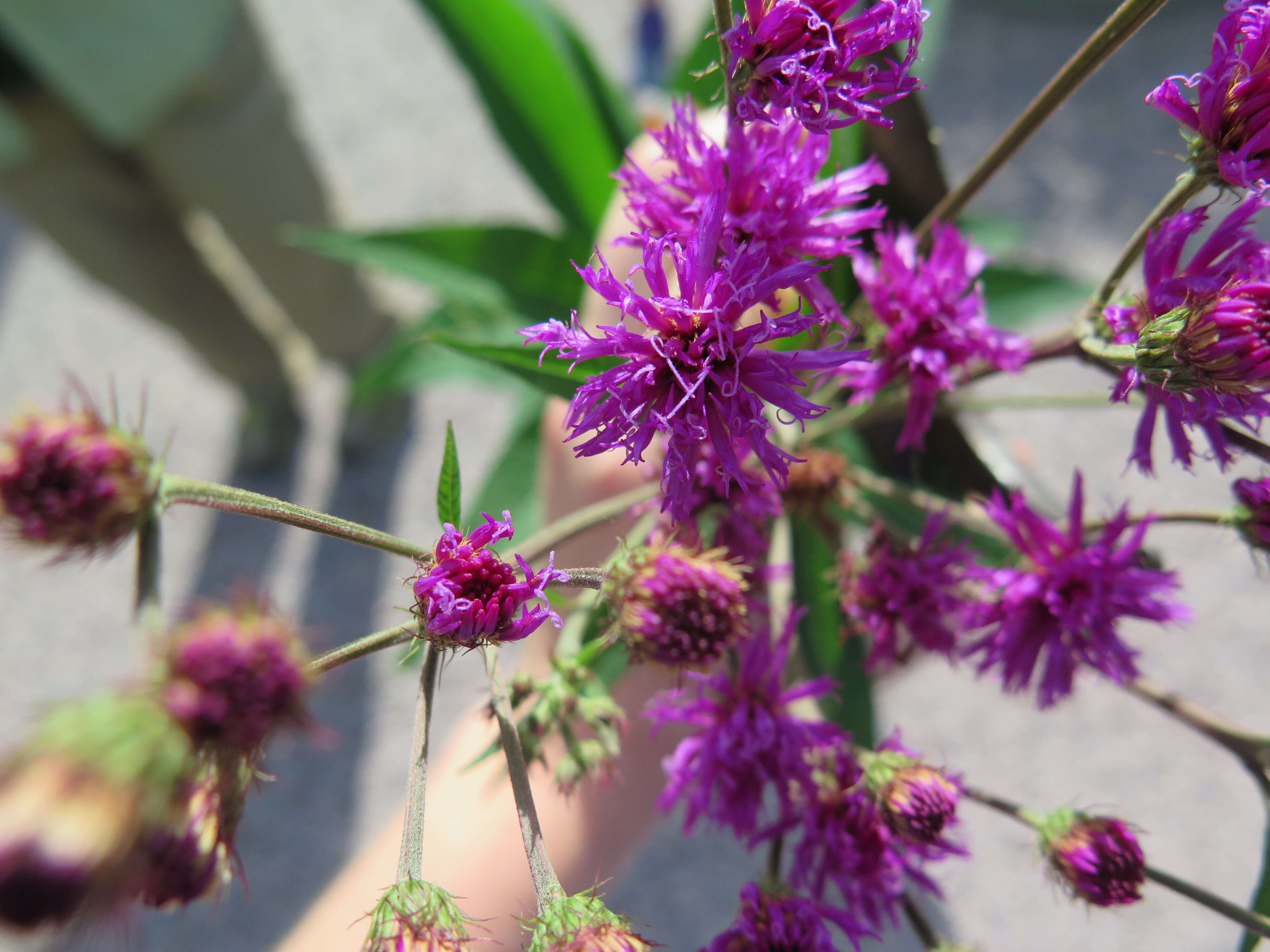 Image de Vernonia glauca (L.) Willd.