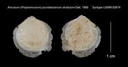 Слика од <i>Amusium pourtalesianum</i> var. <i>striatulum</i> Dall 1886