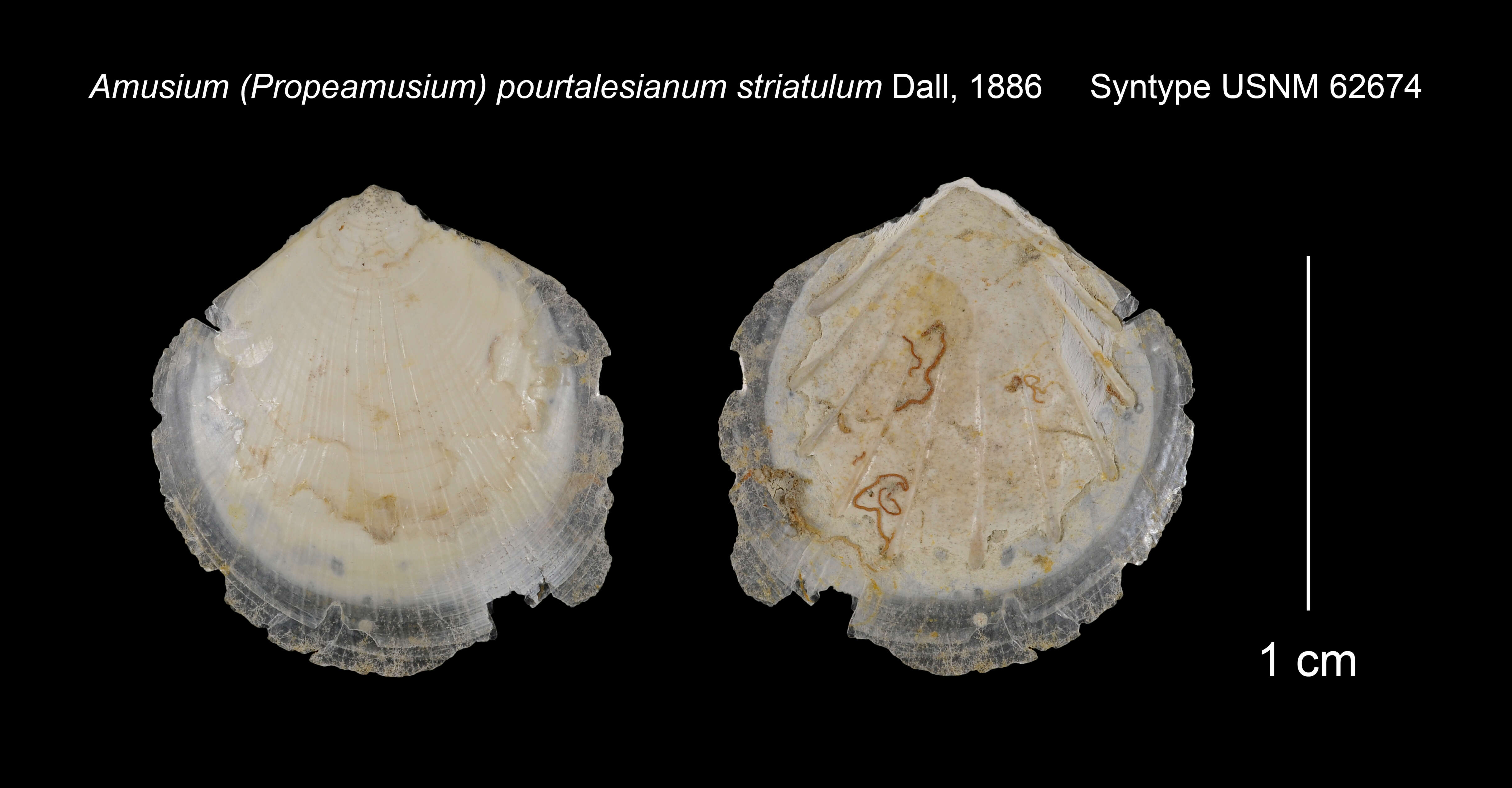 Image of <i>Amusium pourtalesianum</i> var. <i>striatulum</i> Dall 1886