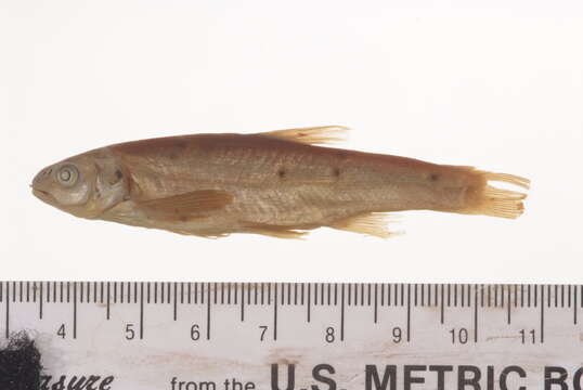 Image of Southern Leatherside Chub