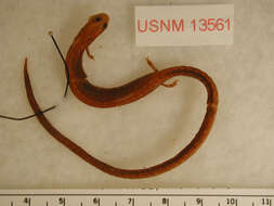 Image of California Slender Salamander