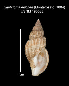 Image of Leufroyia erronea Monterosato 1884