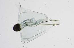 Image of Argyractis volcanalis Schaus 1912
