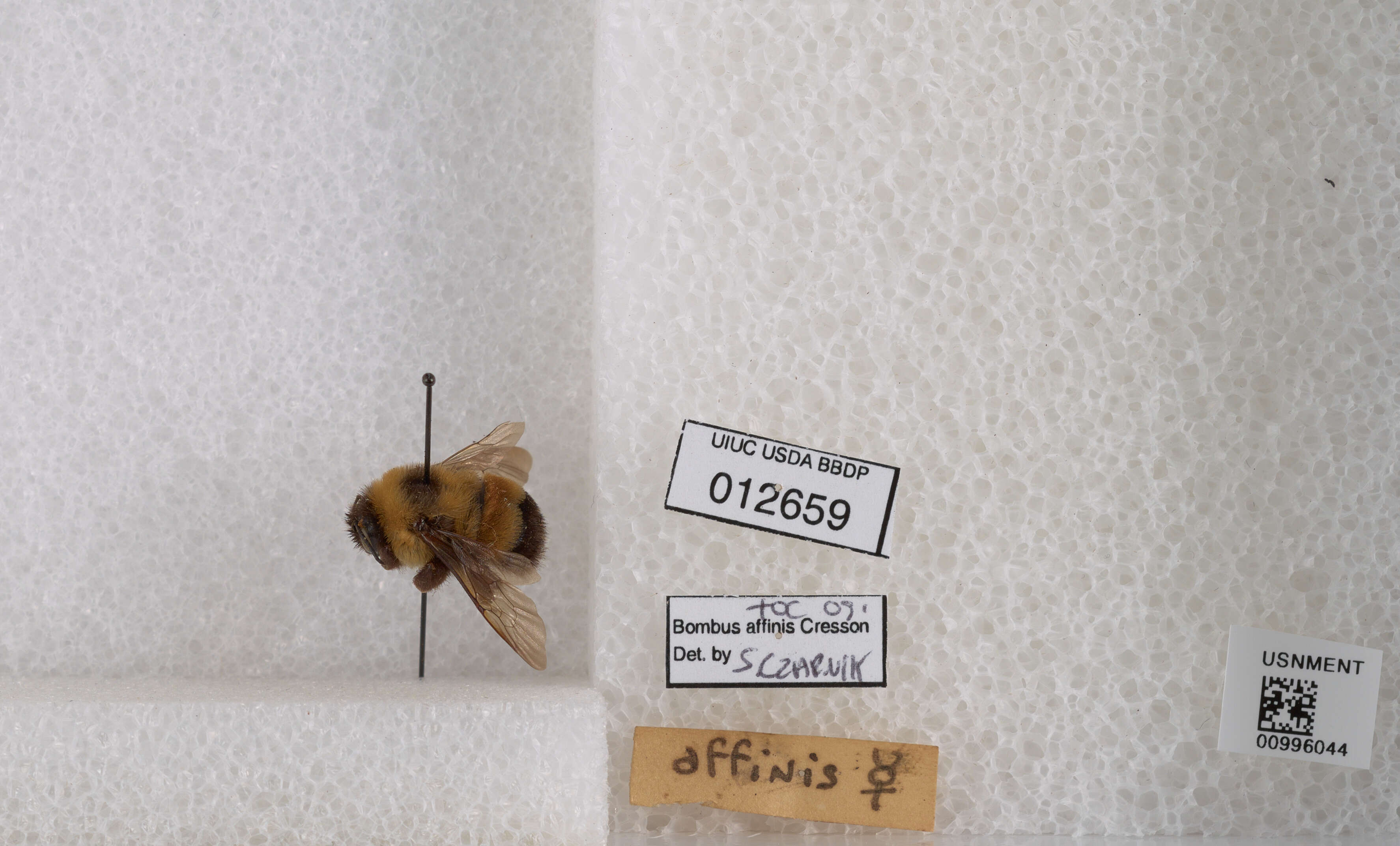 Слика од Bombus affinis Cresson 1864