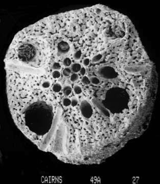 Image of Lepidopora granulosa (Cairns 1983)