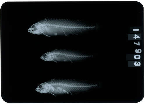 Image de Pseudochromis persicus Murray 1887