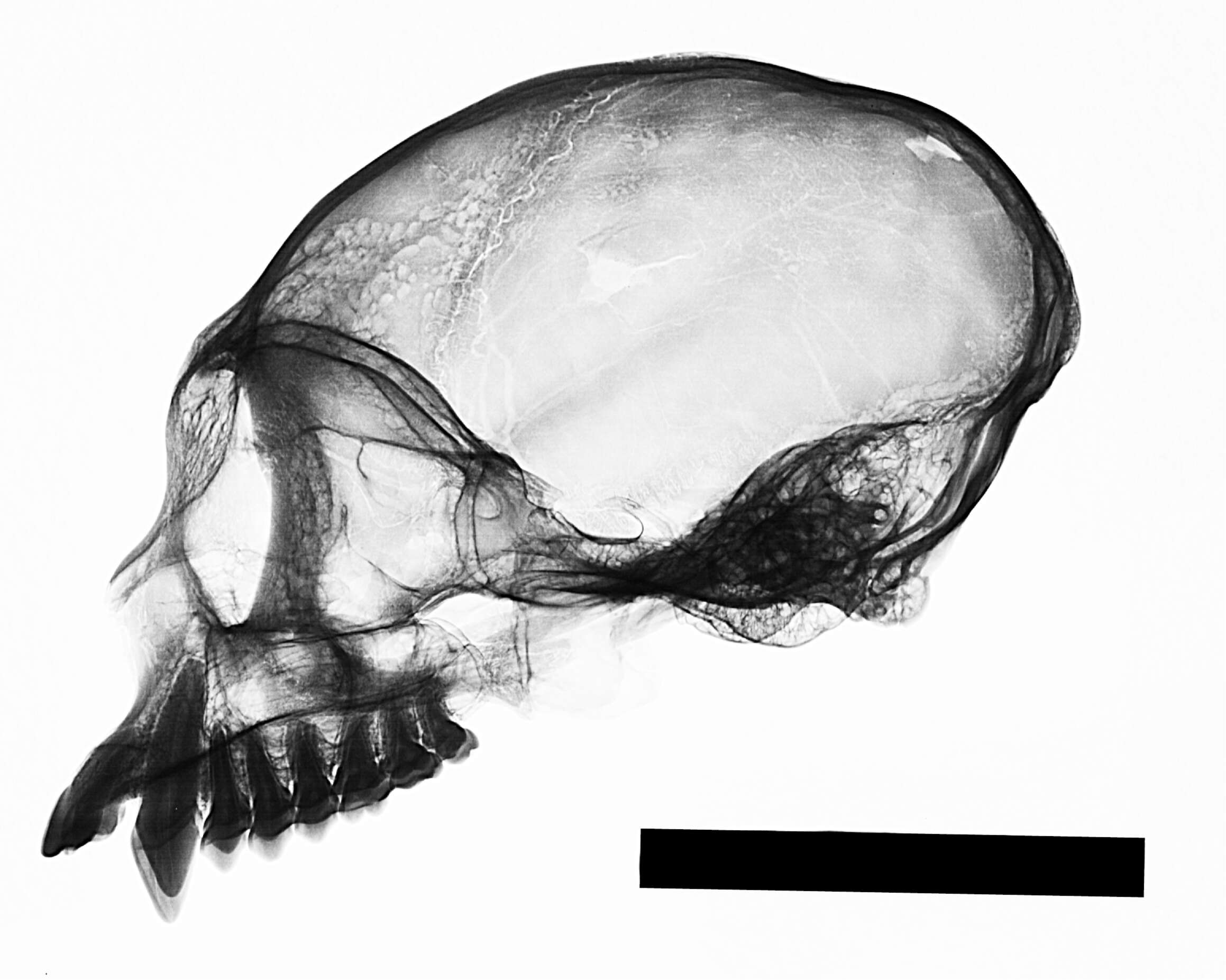 Image of white-faced capuchin