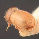 صورة Cryphalus latus Eggers 1929