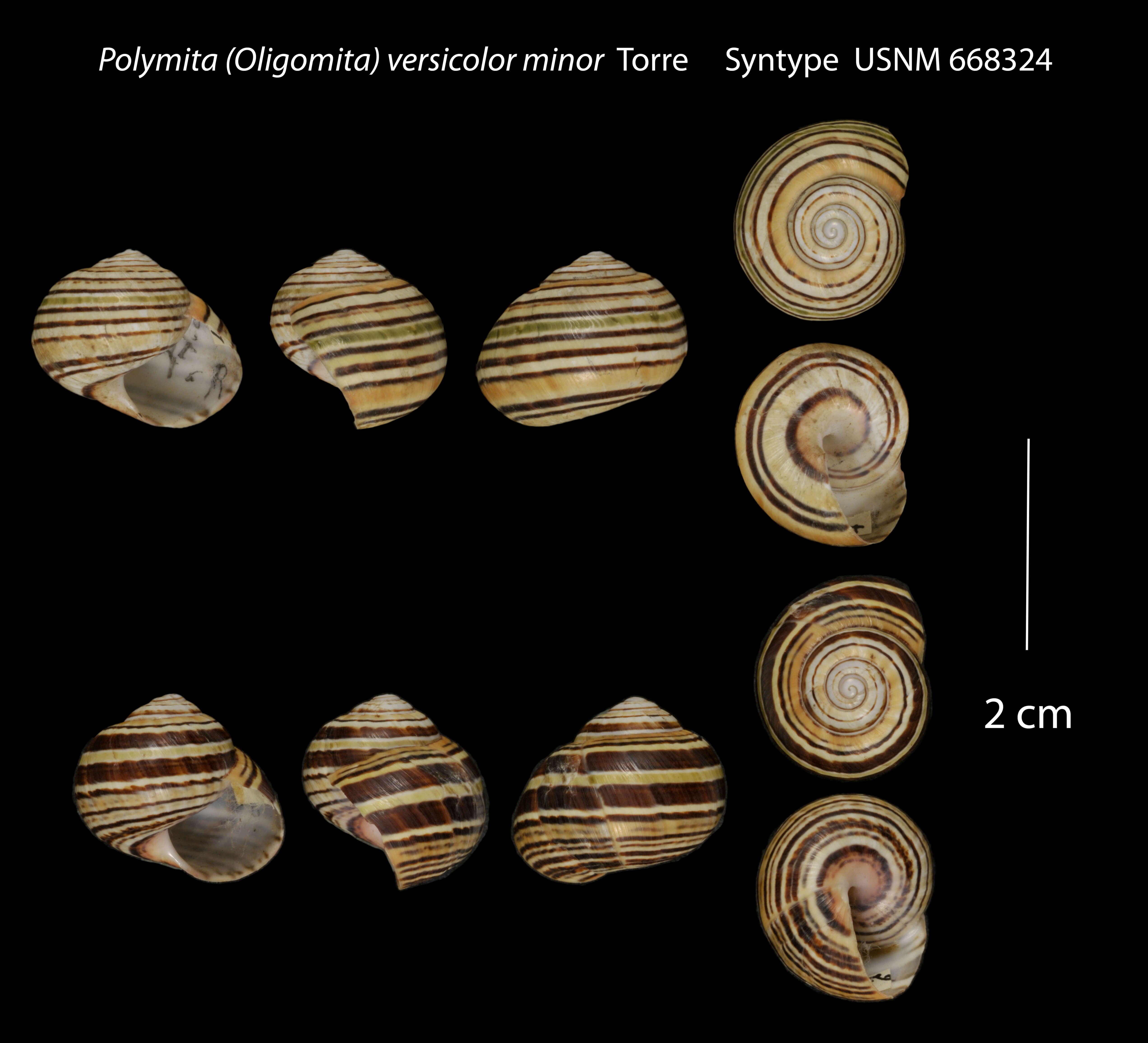 Image of Polymita versicolor (Born 1778)