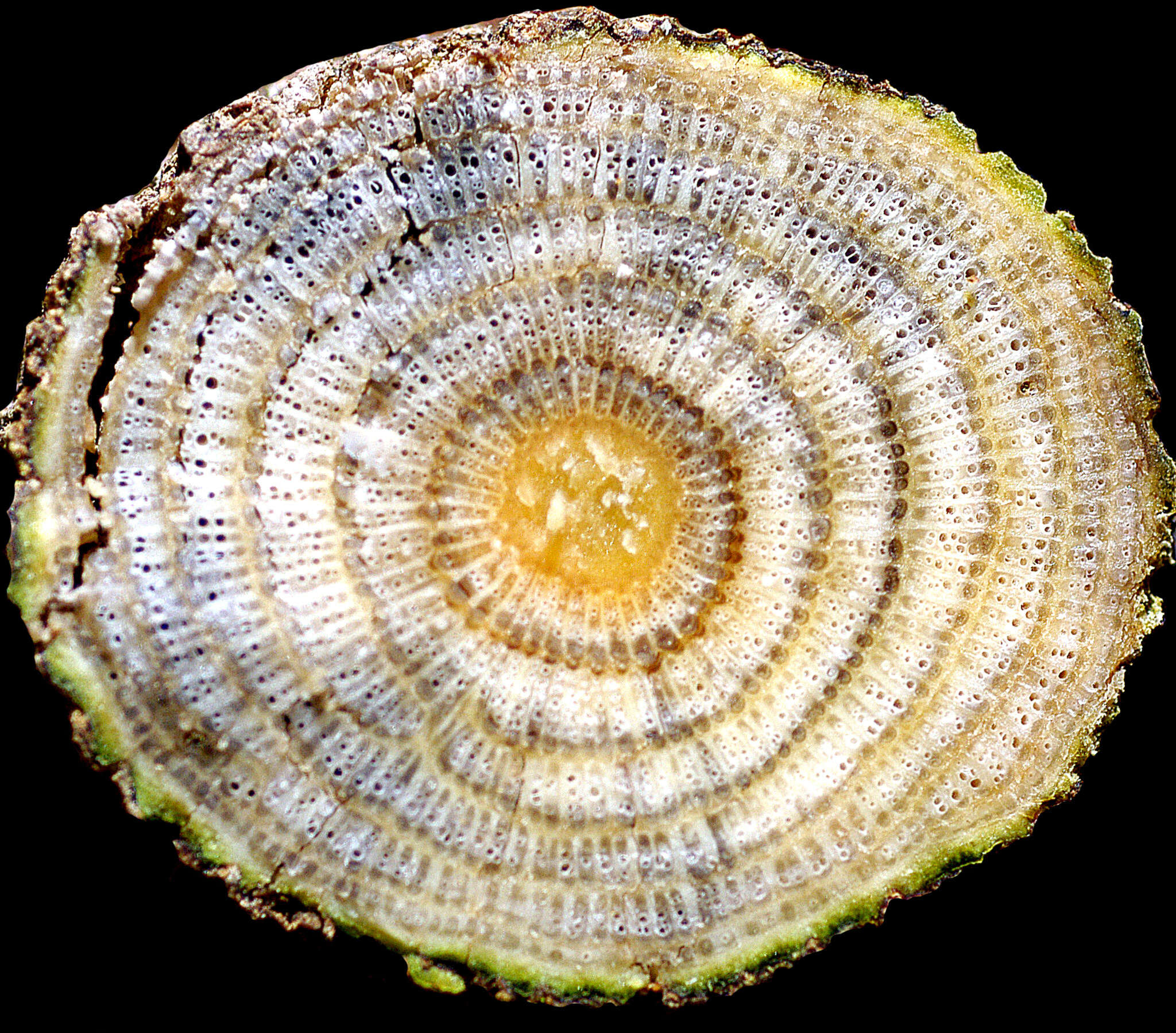 Image of Anomospermum reticulatum (C. Martius) Eichler