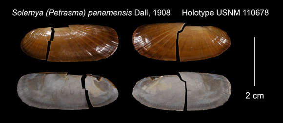 Image of Solemya panamensis Dall 1908