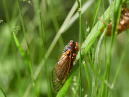 Image of Decim Periodical Cicada