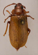 Image of Broad-necked Root Borer