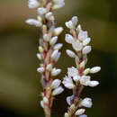 Image de Polygonum acuminatum