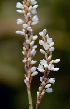 صورة Polygonum acuminatum