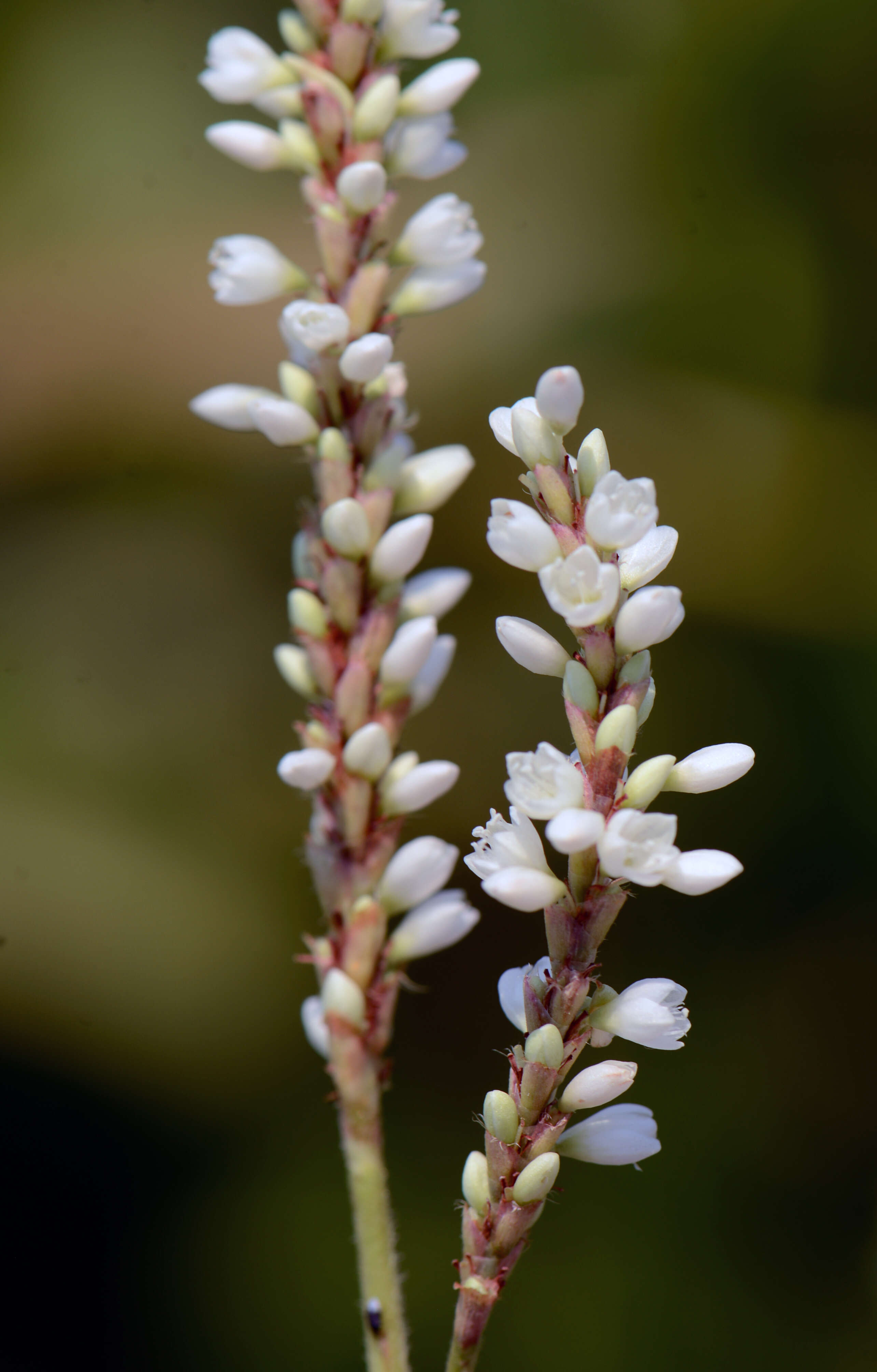 Слика од Polygonum acuminatum